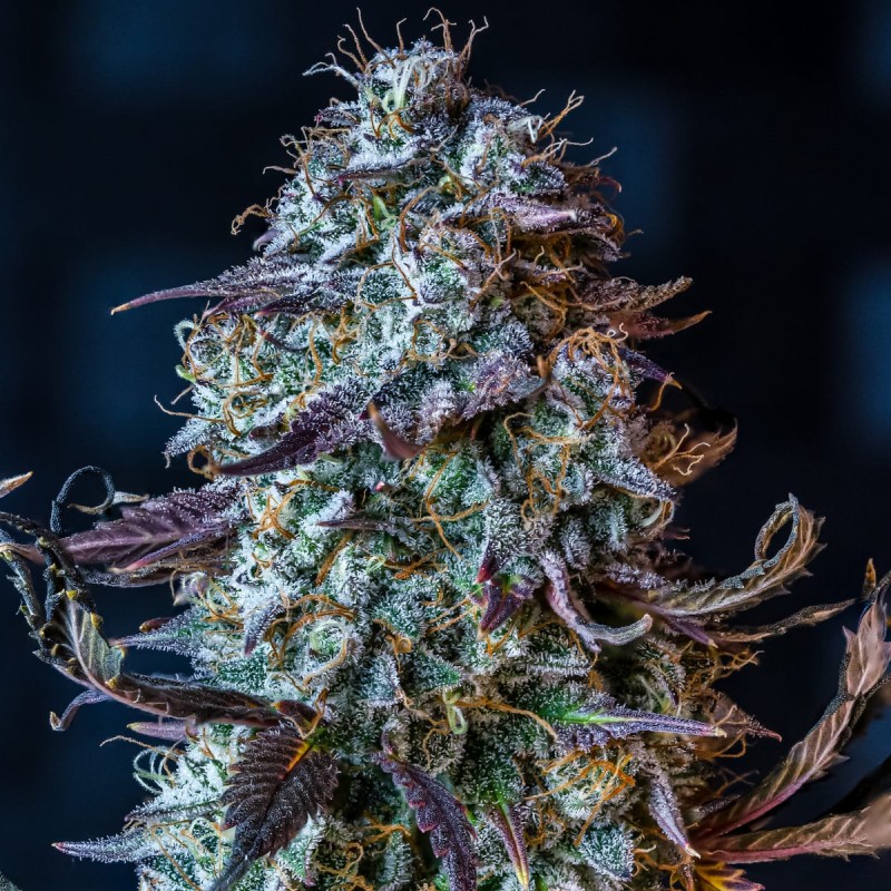 Mephisto's Wedding Mephisto Genetics - cime