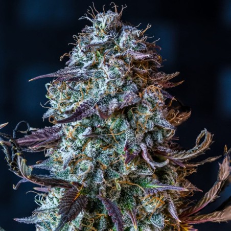 Mephisto's Wedding Mephisto Genetics - cime
