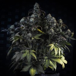 Mephisto's Wedding Mephisto Genetics - cime 2