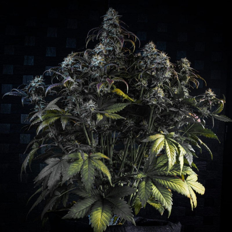 Mephisto's Wedding Mephisto Genetics - cime 2