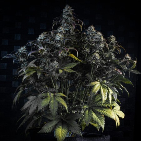 Mephisto's Wedding Mephisto Genetics - cime 2
