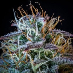 Mephisto's Wedding Mephisto Genetics - cime 3