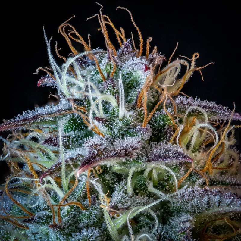 Mephisto's Wedding Mephisto Genetics - cime 3