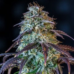 Mephisto's Wedding Mephisto Genetics - cime 4
