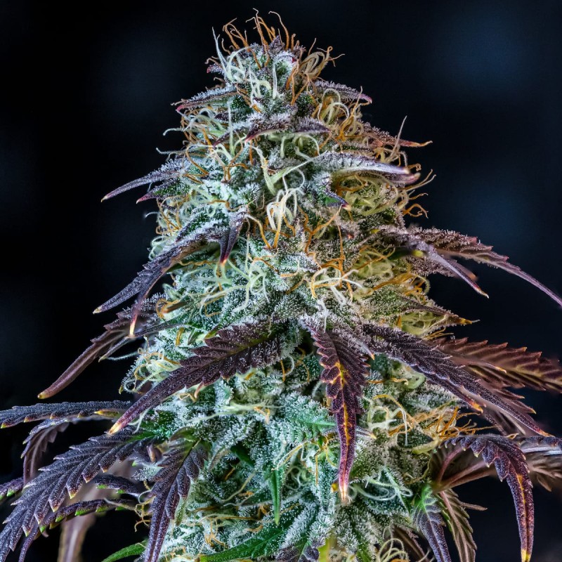 Mephisto's Wedding Mephisto Genetics - cime 4