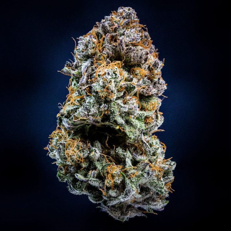 Mephisto's Wedding Mephisto Genetics - cime 5
