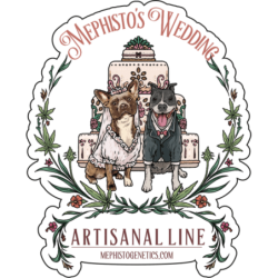 Mephisto's Wedding Mephisto Genetics - immagine ufficiale 6