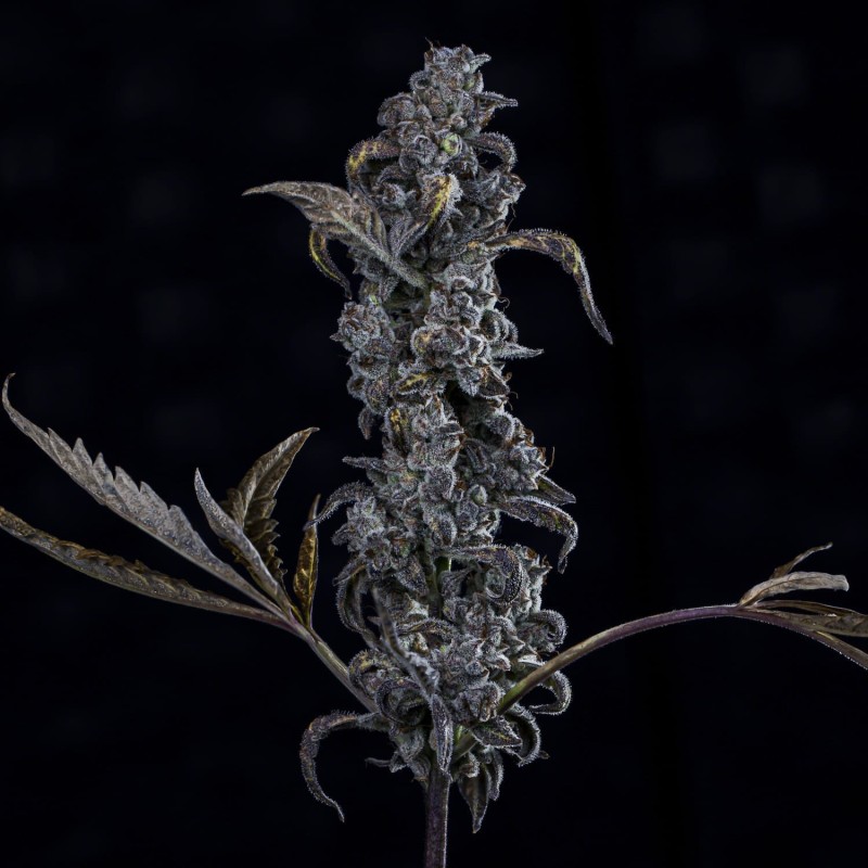 MephistO'z Mephisto Genetics - cime