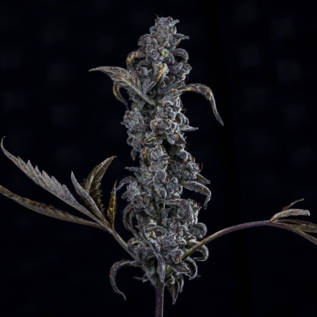 MephistO'z Mephisto Genetics - cime