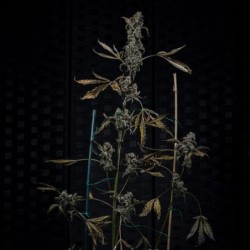 MephistO'z Mephisto Genetics - cime 2