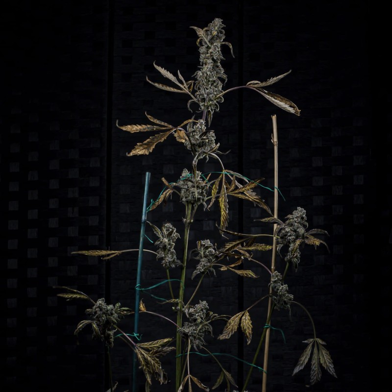 MephistO'z Mephisto Genetics - cime 2