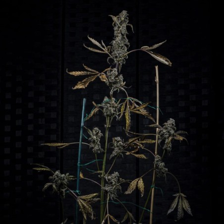 MephistO'z Mephisto Genetics - cime 2