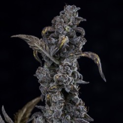 MephistO'z Mephisto Genetics - cime 3