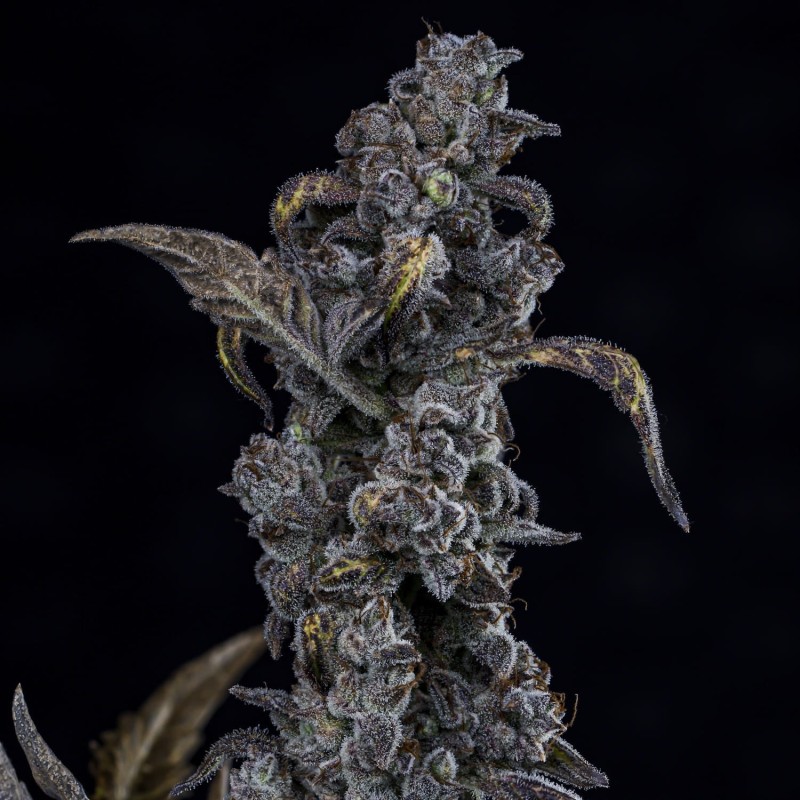 MephistO'z Mephisto Genetics - cime 3