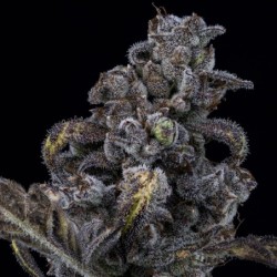 MephistO'z Mephisto Genetics - cime 4