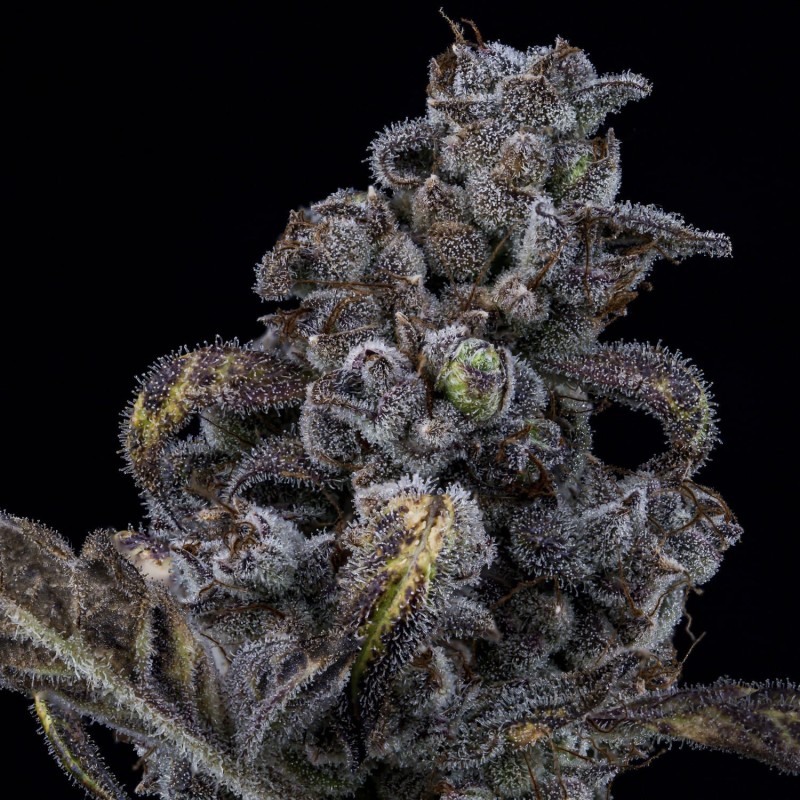 MephistO'z Mephisto Genetics - cime 4
