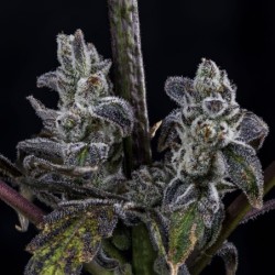 MephistO'z Mephisto Genetics - cime 5