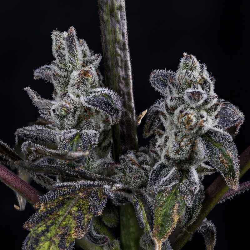 MephistO'z Mephisto Genetics - cime 5