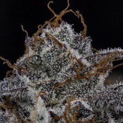 MephistO'z Mephisto Genetics - cime 6
