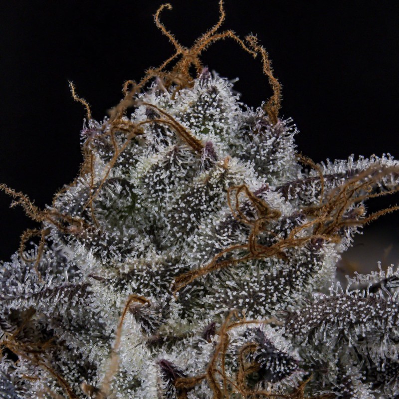 MephistO'z Mephisto Genetics - cime 6