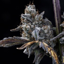 MephistO'z Mephisto Genetics - cime 7