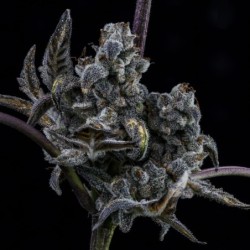 MephistO'z Mephisto Genetics - cime 8
