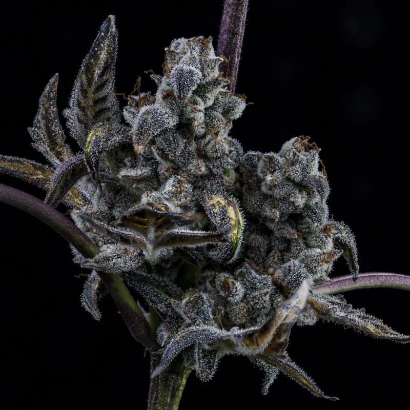 MephistO'z Mephisto Genetics - cime 8