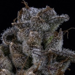 MephistO'z Mephisto Genetics - cime 9