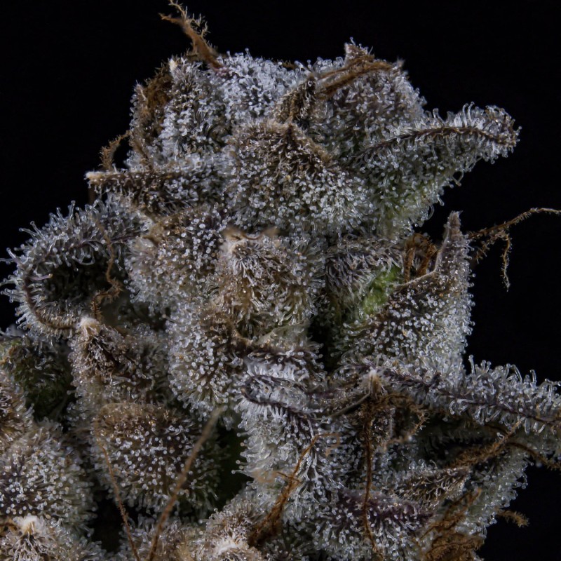 MephistO'z Mephisto Genetics - cime 9