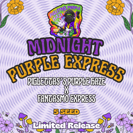 Midnight Purple Express Mephisto Genetics - immagine ufficiale