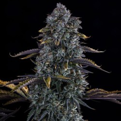 Northern Cheese Haze Mephisto Genetics - cime