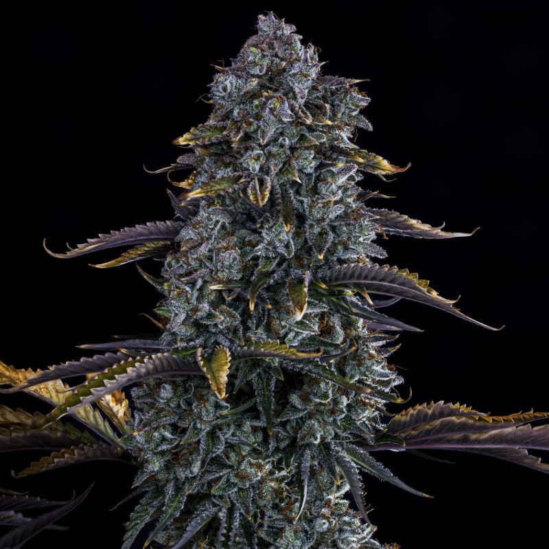 Northern Cheese Haze Mephisto Genetics - cime