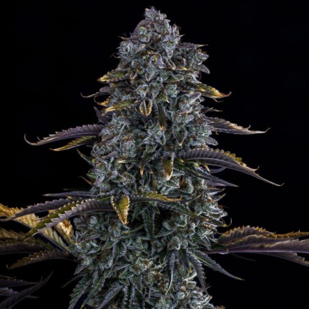 Northern Cheese Haze Mephisto Genetics - cime