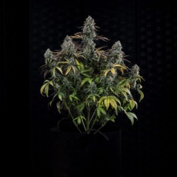 Northern Cheese Haze Mephisto Genetics - cime 2