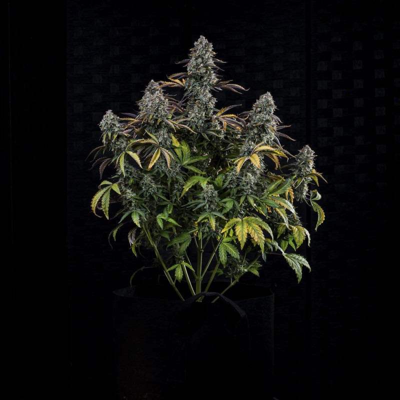 Northern Cheese Haze Mephisto Genetics - cime 2