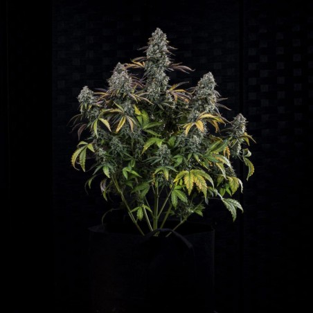 Northern Cheese Haze Mephisto Genetics - cime 2