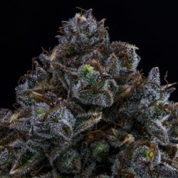 Northern Cheese Haze Mephisto Genetics - cime 3