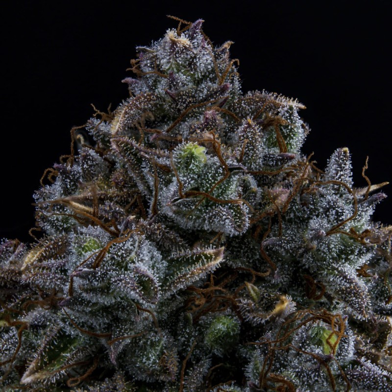 Northern Cheese Haze Mephisto Genetics - cime 3