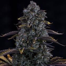 Northern Cheese Haze Mephisto Genetics - cime 4