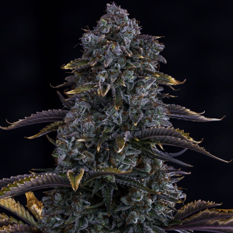 Northern Cheese Haze Mephisto Genetics - cime 4