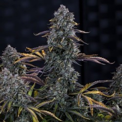 Northern Cheese Haze Mephisto Genetics - cime 5