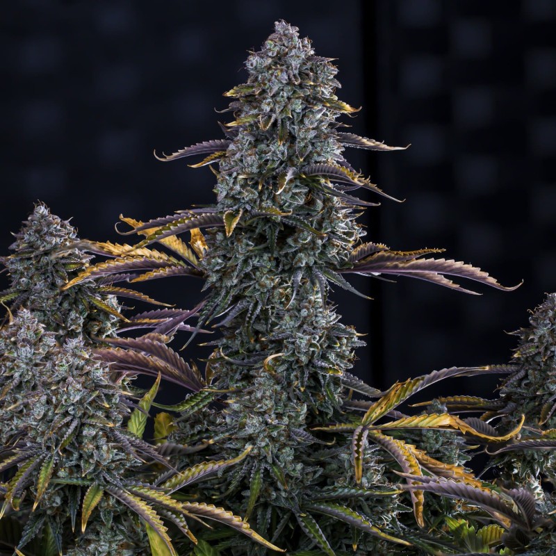 Northern Cheese Haze Mephisto Genetics - cime 5