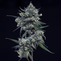 Old School Blues Mephisto Genetics - cime