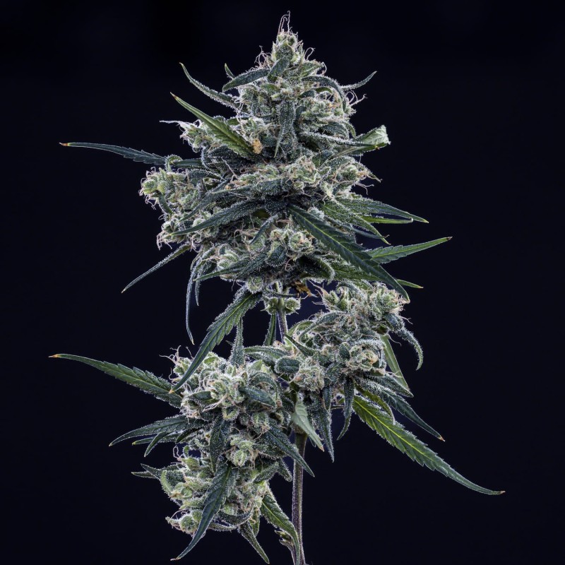Old School Blues Mephisto Genetics - cime