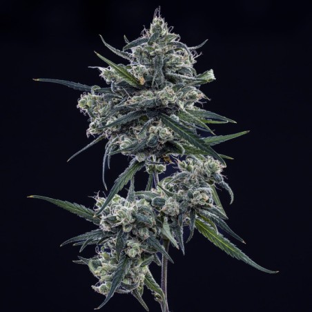 Old School Blues Mephisto Genetics - cime