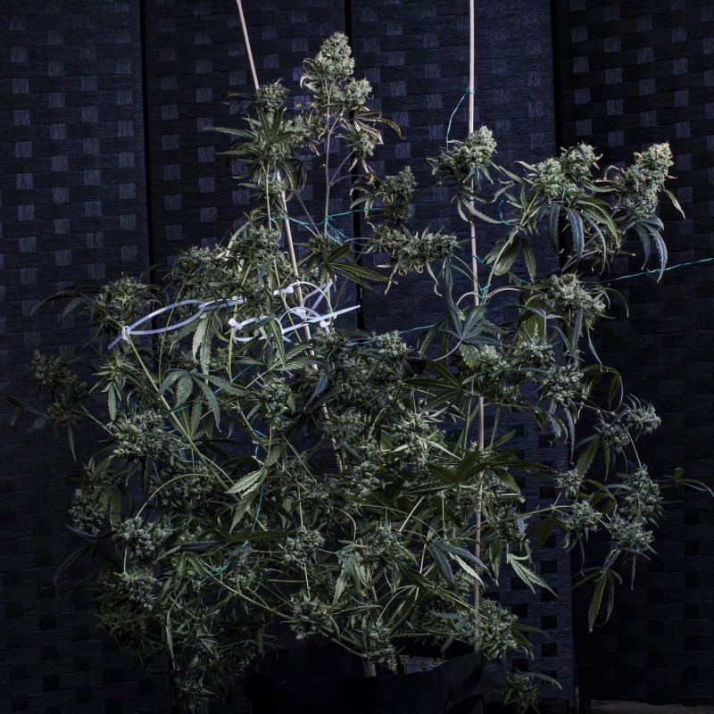 Old School Blues Mephisto Genetics - cime 2