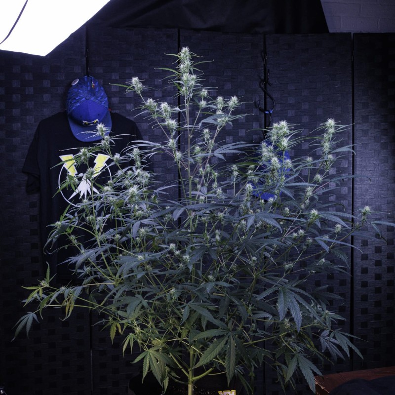 Old School Blues Mephisto Genetics - cime 3