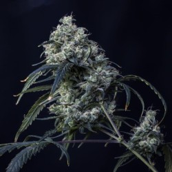 Old School Blues Mephisto Genetics - cime 4