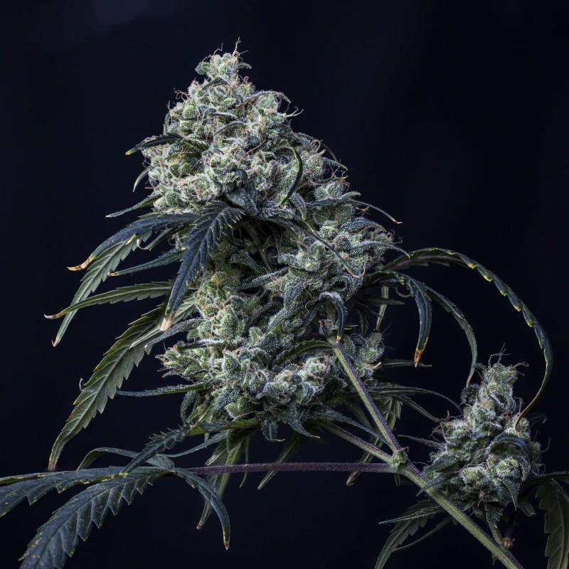 Old School Blues Mephisto Genetics - cime 4