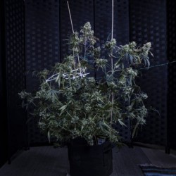 Old School Blues Mephisto Genetics - cime 5